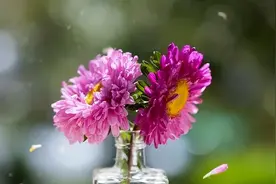 人老了，在生气的时候，看看猫的智慧，就不气了图片