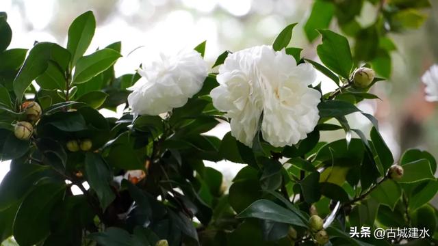 百年风骨，玉盏凝香！建水文庙三百岁白山茶迎盛花期