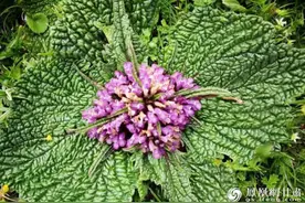 文成公主命名的独一味 如今“药药”领先图片