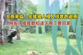 大雨来临，大猩猩人模人样奔跑避雨，网友：猩猩都知道下雨了要回家图片