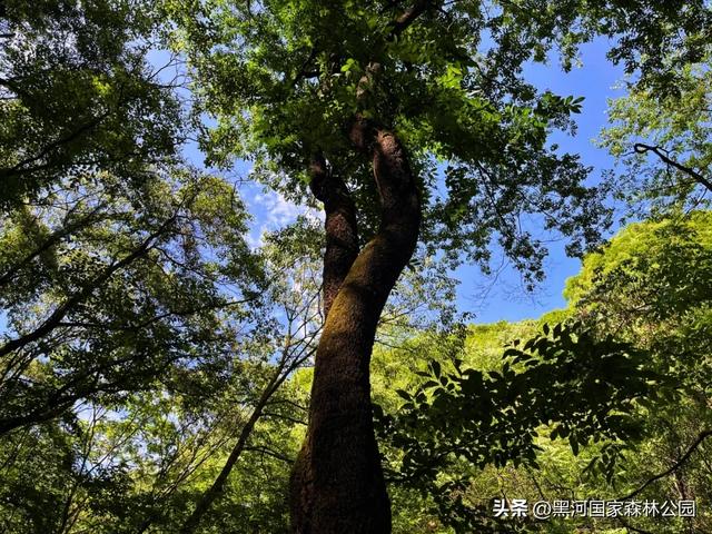 初秋限定美景，在黑河，听见了风与水的私语