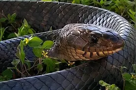 眼镜王蛇的对手出现了？吃遍美洲毒蛇，真能和眼镜王蛇一战？图片