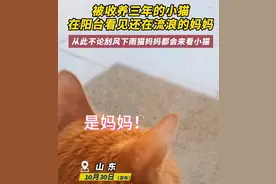 被收养三年的小猫在阳台看见还在流浪的妈妈图片