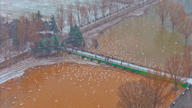 雪舞天鹅梦 平陆绘新景（组图）