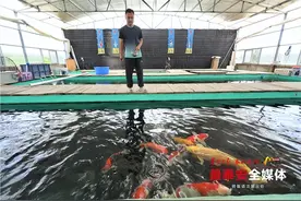 多彩锦鲤“游”出乡村振兴“致富路”图片