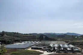 乌当区：特色石蛙生态养殖 促进乡村经济多元化发展图片