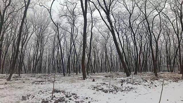 洛宁林海雪后奇观：冰瀑与雾凇的冬日礼赞