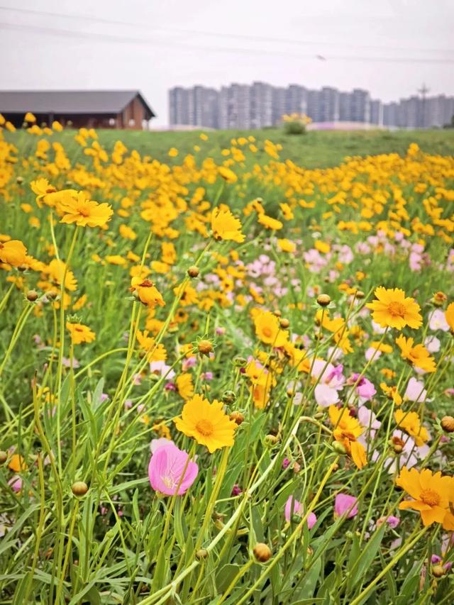 地铁直达！全部免费！成都15个被问爆的赏花地，蓝花楹三角梅美疯了