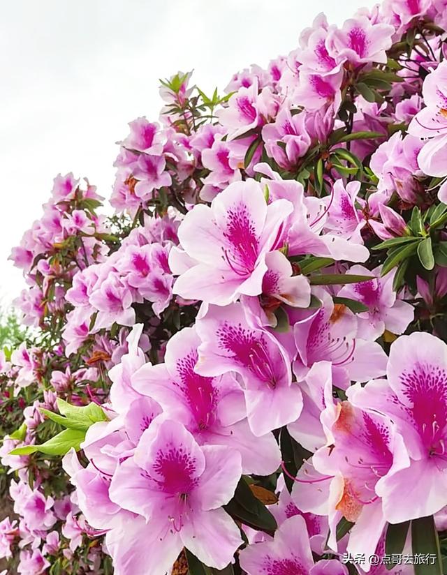 成都公园最大规模杜鹃花开了，200多亩花开成海，不要门票！