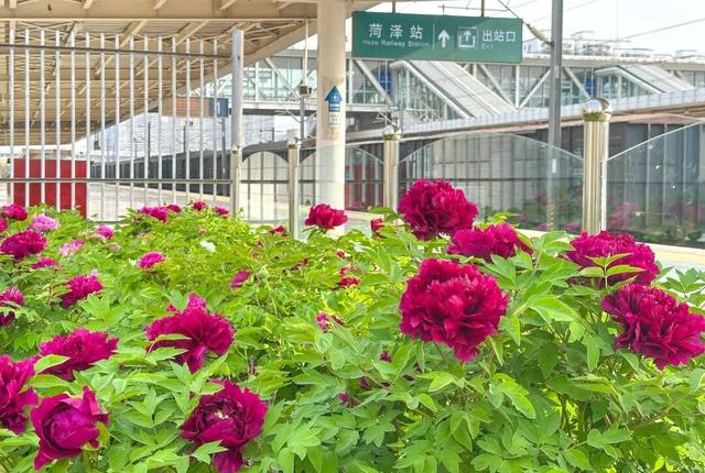 限时开行！列车串起繁花与海滨画卷！