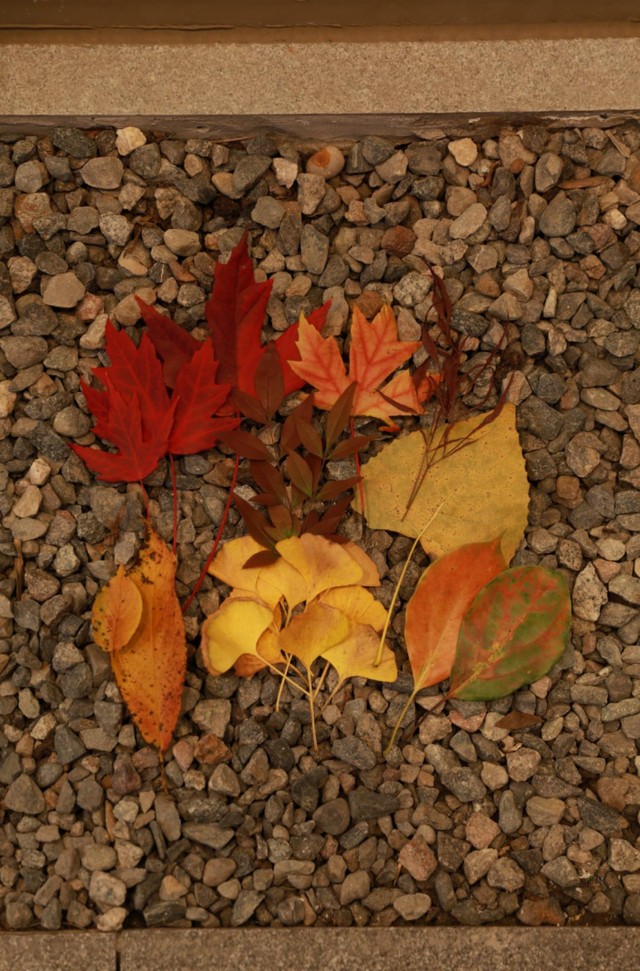 捡秋，在千年古城里体验“寻宝”游戏