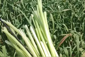 跌至8毛1斤！多地蒜苔价格“断崖式”跳水，今年行情为何这么差？图片