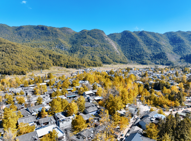 腾冲银杏村，美到自带滤镜→