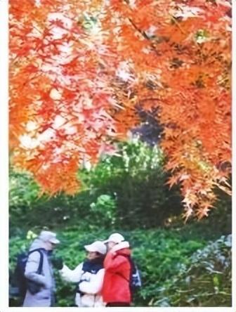 周一见｜叶为地图 引领打卡地！落叶道路、 古寺银杏、崂山古槭、老城区爬山虎等“叶色”风景受追捧