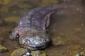 过去农村的“四大野味”，被吃成“保护动物”，有些已濒临灭绝！图片