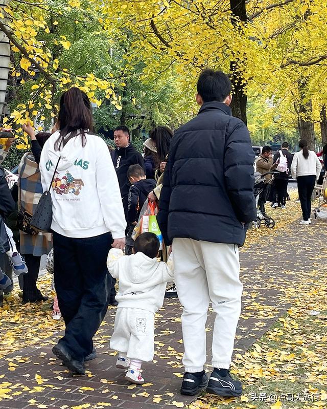 成都2公里长的银杏长廊，超级壮观，美爆了！地铁公交车可达！