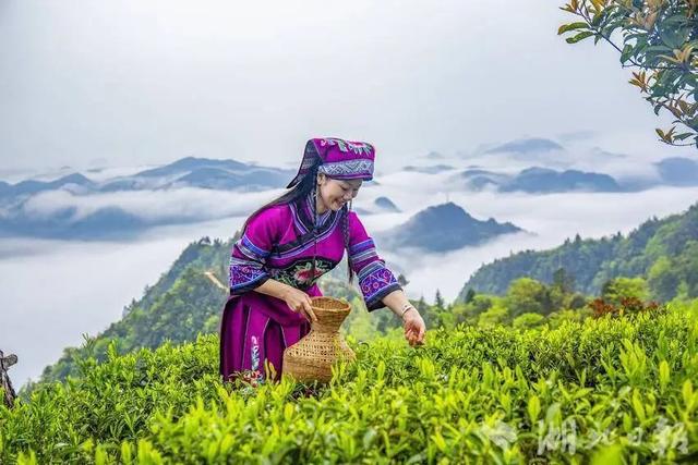利川：龙渠古韵，茶香悠悠