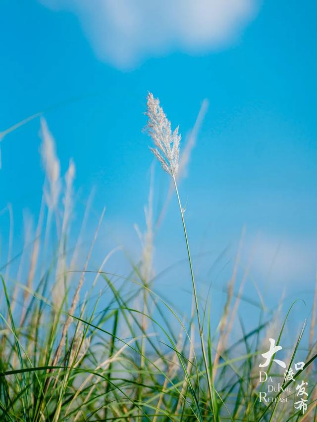 梦幻绝美!大渡口藏着一大片芦苇花海,现在去正好