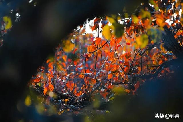 魏县：一卷斑斓 满城诗意