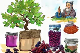 桑葚这东西，到底有多好？图片