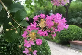 紫薇丨也叫“痒痒树”、“百日红”，富贵荣华、寓意美好，花期长图片