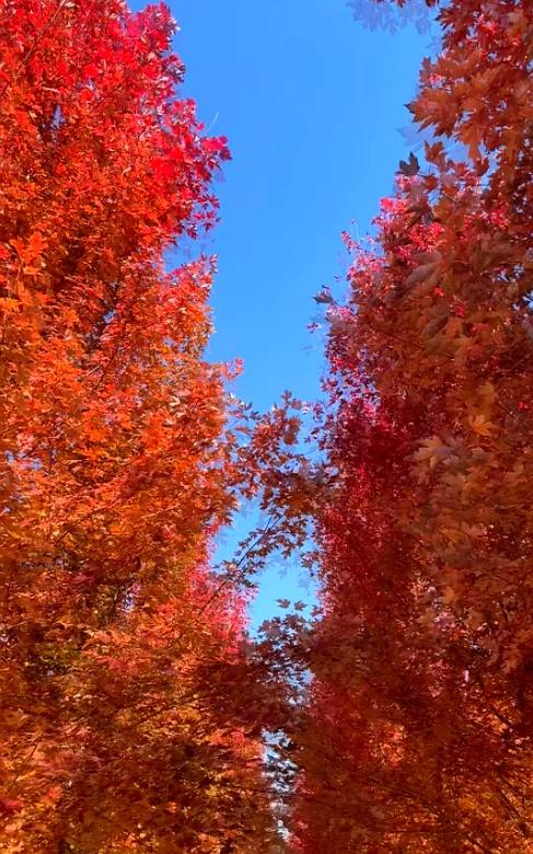 比香山更壮观！央视都来打卡，这片枫叶林美成火焰山，停车还免费