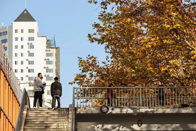 梧桐为笺，车流作墨——北京路写下一封贵阳版的“冬日情书”