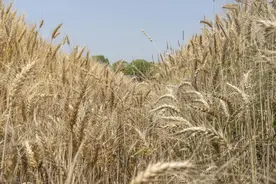 85年收麦遇大雨，我帮父母双亡的女同学收麦子，她坚持要嫁给我图片