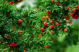 红豆杉都成了行道树，怎么还是一级保护植物？满大街都有还濒危？图片