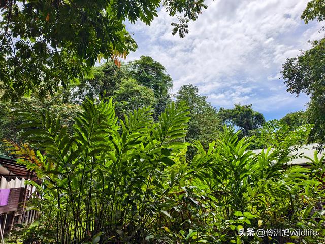 马来西亚(29)砂拉越州③姆鲁山清水洞·风洞