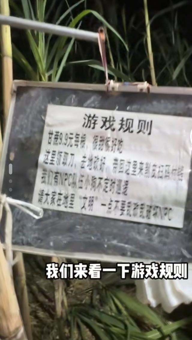 四川眉山“偷甘蔗”成网红玩法，沉浸式体验夜闯甘蔗地的刺激欢乐