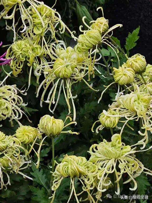 从青丝到白发——河南新野菊展有感