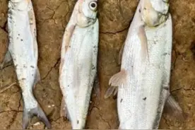 刁子是什么鱼？90%钓友都叫错名！刁子鱼VS翘嘴的鉴别指南！图片