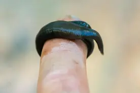 蚂蟥晒干后800元1斤，为什么无人敢养殖？它到底有什么好处？图片