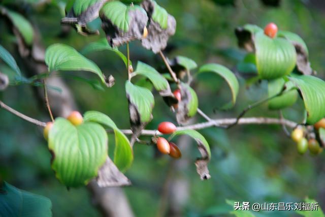 卡纳圣菲的“城墙”·及其它