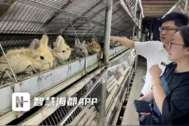 宠物兔身价上万是“智商税”吗？记者探访基地为您解疑……图片