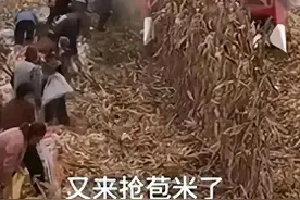 河南玉米事件后续：抢玉米抢了约3万多斤！多劳多得！闹出天际图片