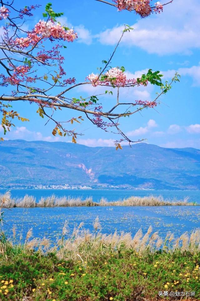 石屏异龙湖神黄豆花初开，盛花期将至→