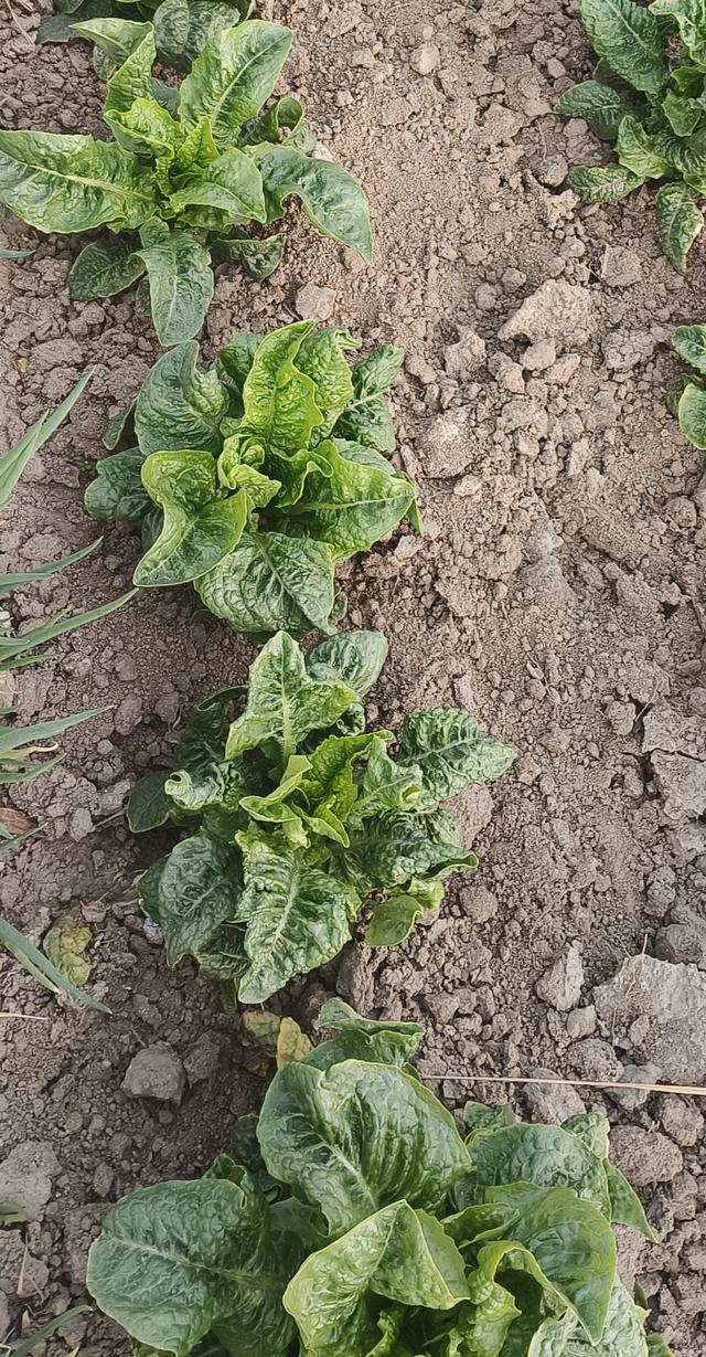 乡村采风：邂逅田园的诗意