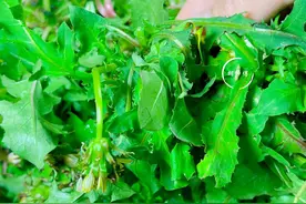 春天，使劲吃这“养肝草”，一护肝、二排毒、三强免疫，别不懂吃图片