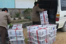 一只大不过2斤，一斤卖50元，市场上供不应求，农民：准备扩养图片