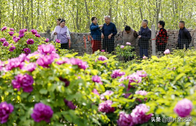 山西襄汾：乡村牡丹醉游人