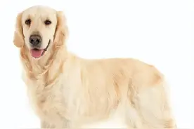 无声繁殖金毛图片