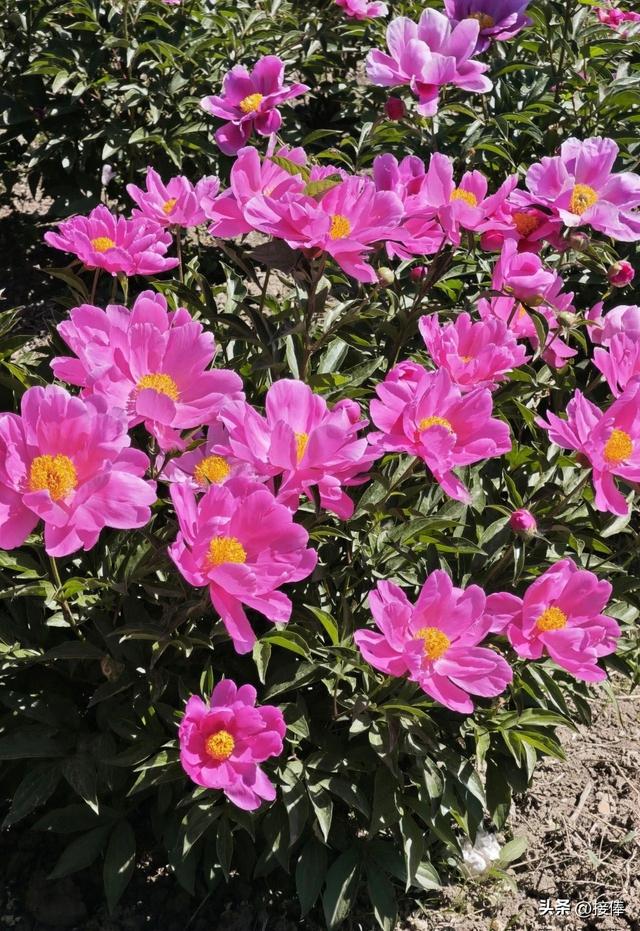 张传禄：北京芍药花海