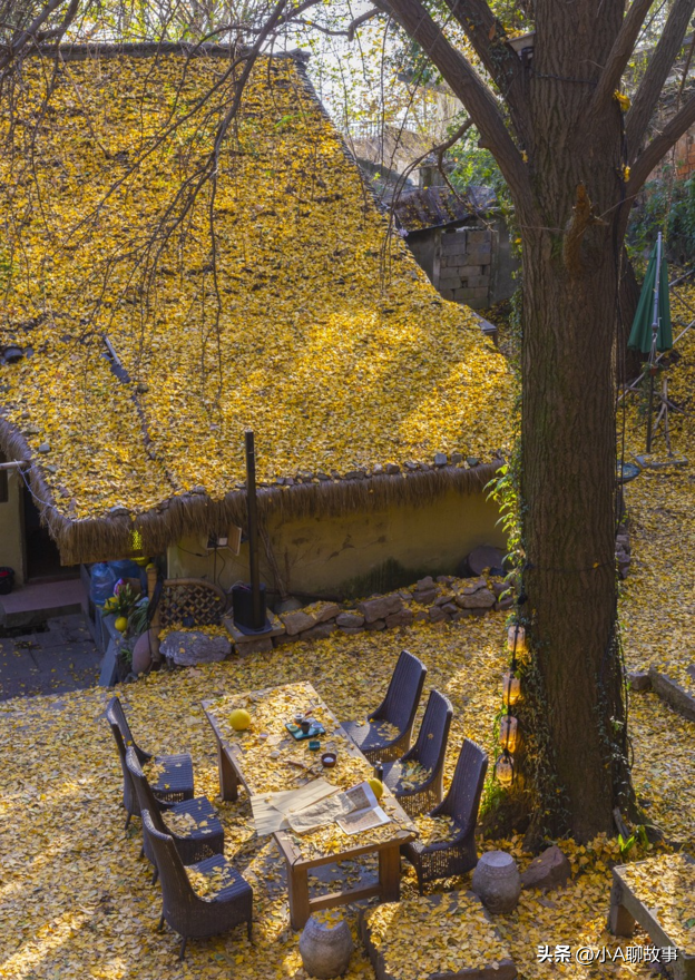 又一5A景区官宣永久免费！年入数亿，关键是秋天美到词穷！