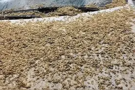 山东一男子因出差将车停在树下，一个月后，眼前一幕让他目瞪口呆图片