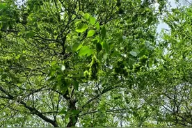 春天限定“蔬菜”榆钱你们吃过吗？专家提醒：这些地方的不要撸、不能吃！图片