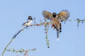 农村老人：宅子现四喜，家中出能人，四种喜兆头，你家有吗？图片