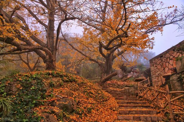 11月，去赏银杏吧！8个高颜值赏秋地，速来拍美照，挑一个就出发