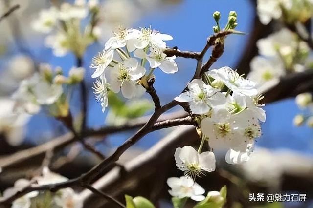 来石屏牛街赴一场与繁花的诗意之约~